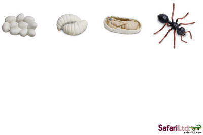 Safari Ltd So Life Cycle Of An Ant(Multicolor)