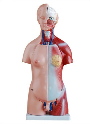 mLabs xc-205 Anatomical Body Model(Unisex Torso 23 Parts(45CM tall) PVC Model)
mLabs xc-205 Anatomical Body Model(Unisex Torso 23 Parts(45CM tall) PVC Model)