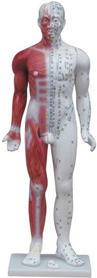 mLabs xc-502 Anatomical Body Model(Deluxe Acupuncture PVC Model (84 CM.))
mLabs xc-502 Anatomical Body Model(Deluxe Acupuncture PVC Model (84 CM.))