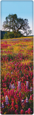 That Company Called If National Geographic - Paintbrush, Lupine and Tickseed Flowers 3D Bookmark(National Geographic, Multicolor)
That Company Called If National Geographic - Paintbrush, Lupine and Tickseed Flowers 3D Bookmark(National Geographic, Multicolor)