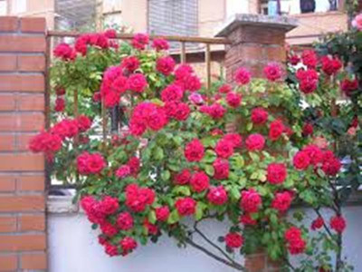 PABBA Rose Seed(10 per packet)