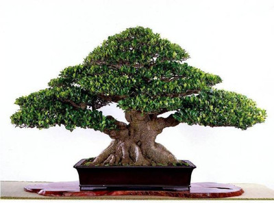 Priyathams Imported Bonsai Beautiful Banyan Tree Bonsai Ficus Benghalensis Seed(10 per packet)
Priyathams Imported Bonsai Beautiful Banyan Tree Bonsai Ficus Benghalensis Seed(10 per packet)