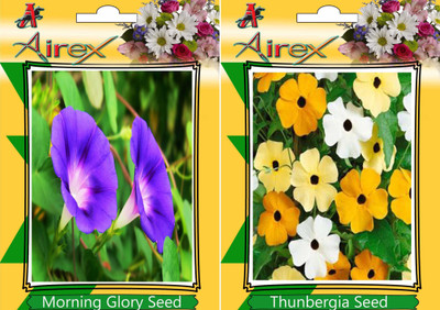 Airex Morning Glory, Thunbergia Seed(15 per packet)
