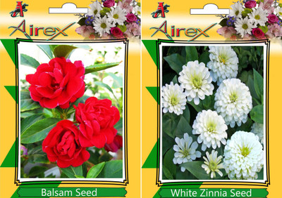 Airex Balsam, White Zinnia Seed(25 per packet)