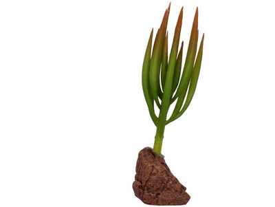 Jainsons Pet Products Decoration Artificial Plastic Resin Ornament SC-745 Aquarium Plant Anchor({Plant Anchors1)
Jainsons Pet Products Decoration Artificial Plastic Resin Ornament SC-745 Aquarium Plant Anchor({Plant Anchors1)