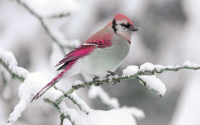 pink birds Paper Print(12 inch X 18 inch)