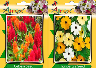 Airex Celosia, Thunbergia Seed(20 per packet)