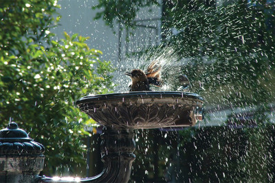 RadhaKripa Little cute bird bath wide Poster Paper Print(18 inch X 12 inch, Rolled)
RadhaKripa Little cute bird bath wide Poster Paper Print(18 inch X 12 inch, Rolled)