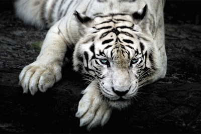 white tiger Paper Print(18 inch X 12 inch, Rolled)