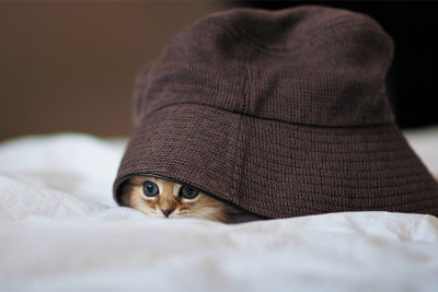 cute cat in cap Paper Print(18 inch X 12 inch, Rolled)