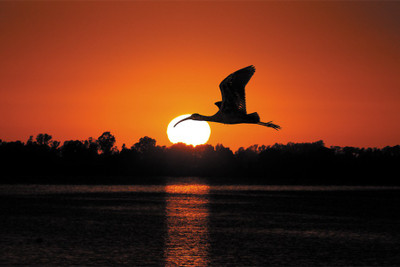 BikriKendra swan sun Poster Paper Print(18 inch X 12 inch, Rolled)