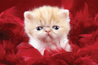 RadhaKripa cute kitten Poster Paper Print(18 inch X 12 inch, Rolled)
