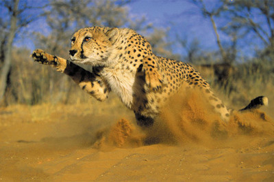 RadhaKripa cheetah running sand Poster Paper Print(18 inch X 12 inch, Rolled)
RadhaKripa cheetah running sand Poster Paper Print(18 inch X 12 inch, Rolled)