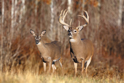 BikriKendra two deer Poster Paper Print(18 inch X 12 inch, Rolled)