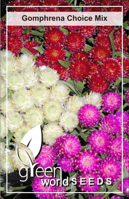 Green World Gomphrena Seed(200 per packet)