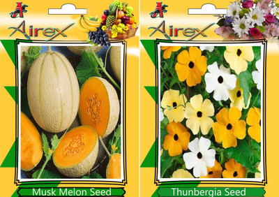 Airex Musk Melon, Thunbergia Seed(20 per packet)