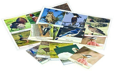Keeping Busy Bird Groups Match The Photos - Engaging Activity For Dementia And Alzheimer'S(Multicolor)
Keeping Busy Bird Groups Match The Photos - Engaging Activity For Dementia And Alzheimer'S(Multicolor)