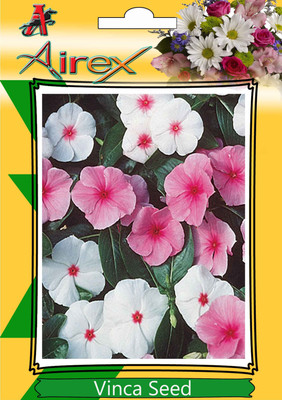 Airex Vinca Seed(25 per packet)