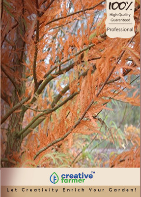 Creative Farmer Taxodium Mucronatum ,Montezuma Baldcypress Seeds Seed(50 per packet)
Creative Farmer Taxodium Mucronatum ,Montezuma Baldcypress Seeds Seed(50 per packet)