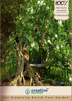 Creative Farmer Chalcas Japanensis Scented Flowers Bonsai Seeds Seed(10 per packet)
Creative Farmer Chalcas Japanensis Scented Flowers Bonsai Seeds Seed(10 per packet)
