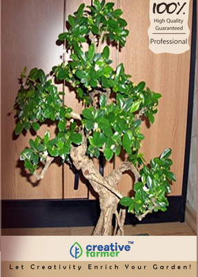 Creative Farmer Murrayya Exotica Imported Bonsai Seeds Seed(10 per packet)
Creative Farmer Murrayya Exotica Imported Bonsai Seeds Seed(10 per packet)