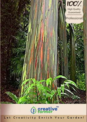 Creative Farmer Eucalyptus Seeds Seed(200 per packet)