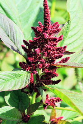 Green World Amaranthus Pygmy Torch Seed(50 per packet)