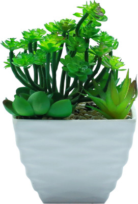 Importwala Green, White Assorted Artificial Flower with Pot(6.5 inch, Pack of 1)
Importwala Green, White Assorted Artificial Flower with Pot(6.5 inch, Pack of 1)
