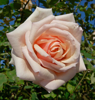 Rainbow Spring Seeds Rose Seed(50 per packet)
