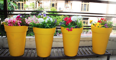 Wonderland Circular Plant Container Pack of 4 Plant Container Set(Pack of 4, Plastic)
Wonderland Circular Plant Container Pack of 4 Plant Container Set(Pack of 4, Plastic)