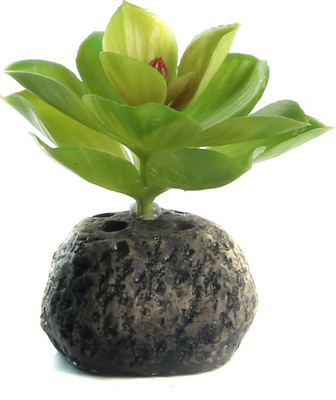 SRI Fish Aquarium Decorative Artificial Plastic Plant-Green Aquarium Plant Anchor({Plant Anchors1)
SRI Fish Aquarium Decorative Artificial Plastic Plant-Green Aquarium Plant Anchor({Plant Anchors1)