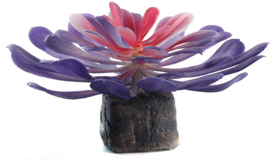 SRI Fish Aquarium Decorative Artificial Plastic Plant Laterite Planted Substrate(Purple)
SRI Fish Aquarium Decorative Artificial Plastic Plant Laterite Planted Substrate(Purple)