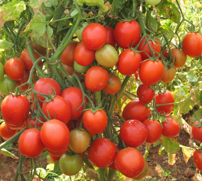 M-Tech Gardens Tomato Seed(250 per packet)