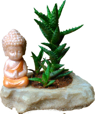 Minerva Naturals Resin Cute Buddha Flower Plant Bed Pot Box Garden Planter Plant Container Set(Plastic)
Minerva Naturals Resin Cute Buddha Flower Plant Bed Pot Box Garden Planter Plant Container Set(Plastic)