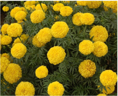AllThatGrows Marigold Flower Seeds, Marigold Dhan Basanti Flower Gardening Seeds Pack of 175 Seeds Seed(175 per packet)