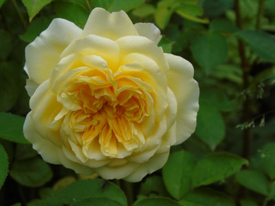 Rainbow Spring Seeds Rose Seed(50 per packet)