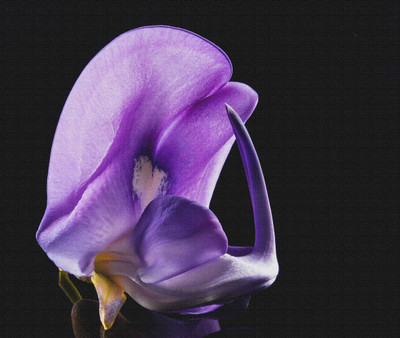 blue blossom bud photo on canvas Canvas Art(24 inch X 24 inch, Rolled)