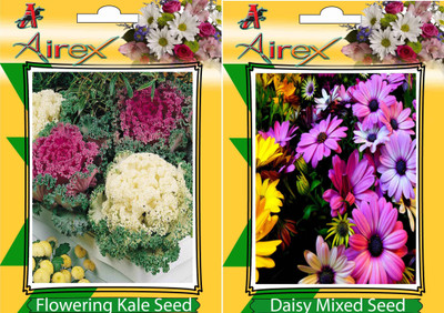 Airex Flowering Kale, Daisy Mixed Seed(15 per packet)