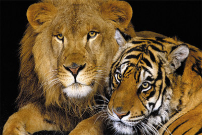 power of jungle Poster Paper Print(18 inch X 12 inch, Rolled)