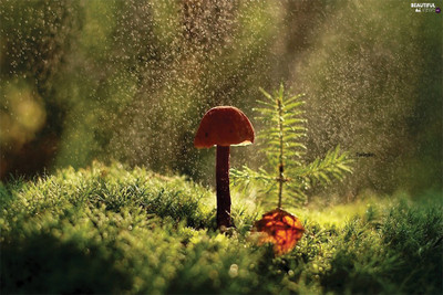 sun-luminosity-rain-flash-mushro…-forest. Poster Paper Print(18 inch X 12 inch, Rolled)
sun-luminosity-rain-flash-mushro…-forest. Poster Paper Print(18 inch X 12 inch, Rolled)