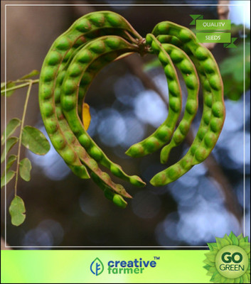Creative Farmer Tree Seeds Mutual Love Bean Tree Seeds For Large Area Tree Seeds Seed(20 per packet)
Creative Farmer Tree Seeds Mutual Love Bean Tree Seeds For Large Area Tree Seeds Seed(20 per packet)