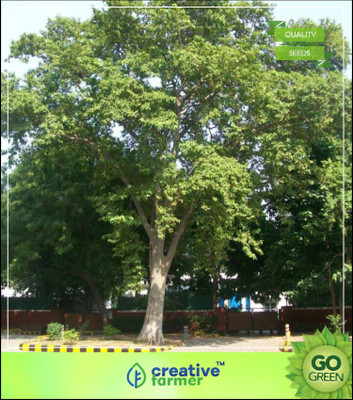 Creative Farmer Chothi Nakshatra Trees - Terminalia Arjuna Seeds Herb Seeds For Shade Tree Tree Seeds Seed(10 per packet)
Creative Farmer Chothi Nakshatra Trees - Terminalia Arjuna Seeds Herb Seeds For Shade Tree Tree Seeds Seed(10 per packet)