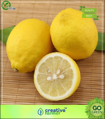 Creative Farmer Rare Bonsai Lemon Seeds, Heirloom Fruit Seeds, Home Bonsai Garden Plant Seeds Fruit Seeds For Indoor Plants Seed(5 per packet)
Creative Farmer Rare Bonsai Lemon Seeds, Heirloom Fruit Seeds, Home Bonsai Garden Plant Seeds Fruit Seeds For Indoor Plants Seed(5 per packet)