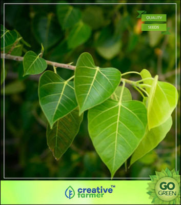 Creative Farmer Air Purification Tree Ficus Caudata Seeds For Sale Tree Seeds For Seed(50 per packet)
Creative Farmer Air Purification Tree Ficus Caudata Seeds For Sale Tree Seeds For Seed(50 per packet)
