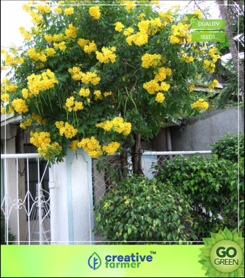Creative Farmer Yellow-Elder Flower Seeds For Ornamental Seeds Flowering Plant Seeds Seed(20 per packet)
Creative Farmer Yellow-Elder Flower Seeds For Ornamental Seeds Flowering Plant Seeds Seed(20 per packet)