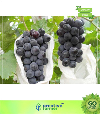 Creative Farmer Bonsai Suitable Fruit Seeds Imported Green Grapes Sweet And Delicious Fruit Seeds For Kitchen Garden Kitchen Garden Seed(5 per packet)
Creative Farmer Bonsai Suitable Fruit Seeds Imported Green Grapes Sweet And Delicious Fruit Seeds For Kitchen Garden Kitchen Garden Seed(5 per packet)