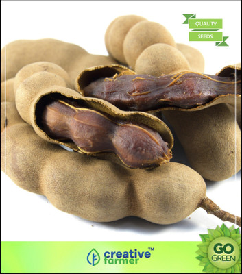Creative Farmer Fruit Seeds Tamarind Fruit Seeds Fruit Seeds For Home Garden Fruit Seeds Seed(5 per packet)
Creative Farmer Fruit Seeds Tamarind Fruit Seeds Fruit Seeds For Home Garden Fruit Seeds Seed(5 per packet)