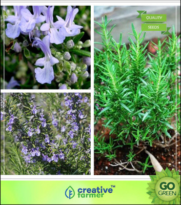 Creative Farmer Herb Seeds For Planting - Rosemary Seeds Rosmarinus Officinalis Spice Herb Seed(20 per packet)
Creative Farmer Herb Seeds For Planting - Rosemary Seeds Rosmarinus Officinalis Spice Herb Seed(20 per packet)