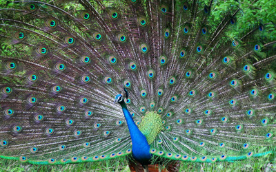 Indian Peafowl PEACOCK ON FINE ART PAPER ON 24X36 LARGE POSTER Photographic Paper(36 inch X 24 inch, Rolled)
Indian Peafowl PEACOCK ON FINE ART PAPER ON 24X36 LARGE POSTER Photographic Paper(36 inch X 24 inch, Rolled)