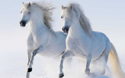 Beautiful White Horses ON FINE ART PAPER HD QUALITY WALLPAPER POSTER Fine Art Print(19 inch X 13 inch, Rolled)
Beautiful White Horses ON FINE ART PAPER HD QUALITY WALLPAPER POSTER Fine Art Print(19 inch X 13 inch, Rolled)